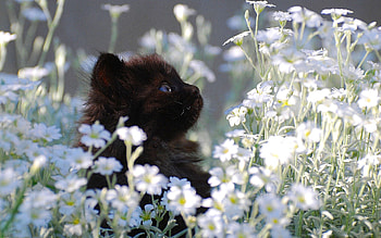 Animals, Flowers, Grass, Kitty, Kitten, Fur HD wallpaper