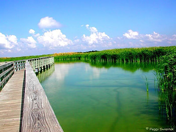 Aligator and Bird Habitat, marsh, sky, aligator, bird HD wallpaper