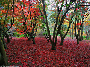 Landscape, Trees, Autumn, Leaves HD wallpaper