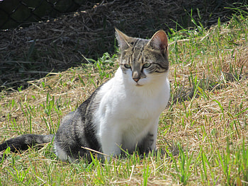 Local Domestic Cat, Domestic, Pets, Felines, Cats, Kittens HD wallpaper