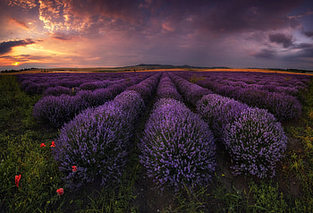 Lavender Field, Sunset, Lavender, Field, sky, nature HD wallpaper