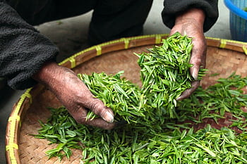 Hands carefully selecting fresh green tea leaves in a traditional bamboo basket. HD wallpaper