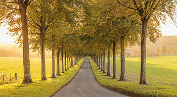 Golden Arbor Way — Fall Tree-Lined Path, fall, tree-lined, nature, path HD wallpaper
