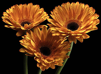 Flowers, Drops, Gerberas, Black Background, Three HD wallpaper
