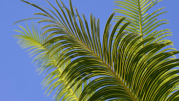 Palm Leaves Tree Branches In Blue Sky Background Nature HD wallpaper