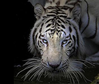 Stalking, stripes, white, black, tiger, hunter, cat HD wallpaper