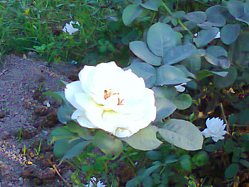 white rose, rose, white, nature, flowers HD wallpaper