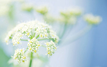 Plant, Macro, Light, Branch, Greens, Light Coloured HD wallpaper