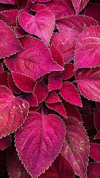 Perilla leaves, Maroon color, U, Close-up HD phone wallpaper