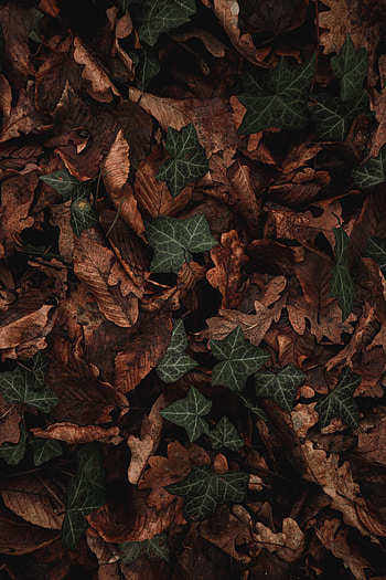 Leaves, Plant, Macro, Brown, Dry HD phone wallpaper