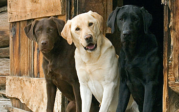 Animals, Dogs, Beautiful, Ears, Three, Waiting, Expectation HD wallpaper