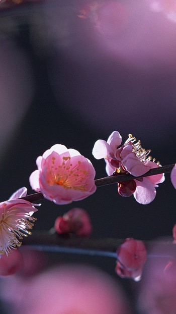 Spring Flowers, Flowers, Cherry Blossom HD phone wallpaper