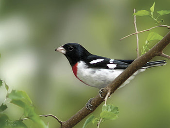 Rose breasted grosbeak, by Barbara Hymer, animal, digital, bird, art, barbara hymer, nature HD wallpaper