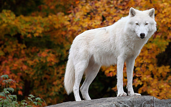 Arctic Wolf, Snow-white beauty, Silent hunter, Frozen tundra HD wallpaper