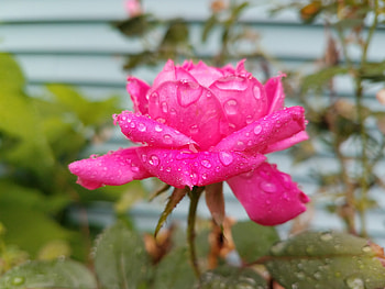 Water drops, pink rose, backyard HD wallpaper