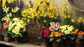basket of spring flowers, basket, still life, flowers, spring HD wallpaper