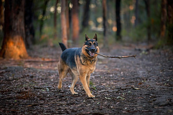 German shepherd, dog, sweet, animal, dogs, cute, beautiful, puppys, puppy, pretty, animals, lovely HD wallpaper