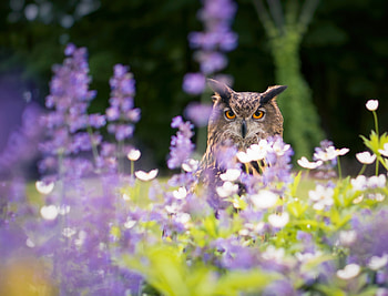 Owl, summer, bird, flower, bufnita, nature, pasari, vara HD wallpaper