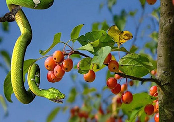 Forbidden Fruit, blue, snake, tree, leaves, apples, green, red, serpent, sky HD wallpaper