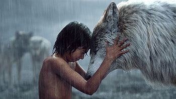 The Jungle Book movie, Mowgli and wolf, Bond of friendship, Jungle adventures HD wallpaper