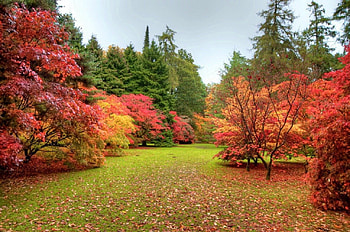 Autumn park, colorful, colors, alleys, serenity, nice, quiet, season, trees, calm, path, fall, bushes, beautiful, grass, park, carpet, falling, leaves, nature, sky, lovely, foliage HD wallpaper