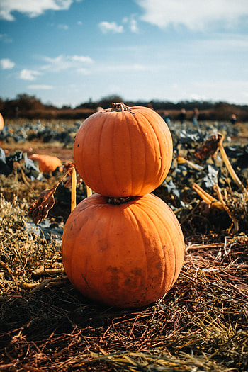 Nature, Pumpkin, Fruit, Harvest HD phone wallpaper
