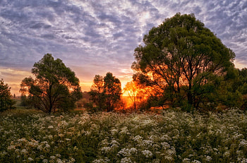 Sunset, clouds, trees, field HD wallpaper