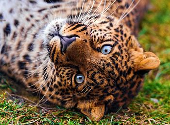 Animals, Grass, Leopard, To Lie Down, Lie, Muzzle, Predator, Sight, Opinion HD wallpaper