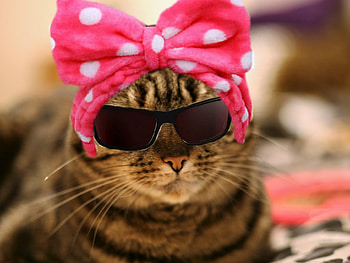 Like a diva, animal, cat, pisica, summer, pink, sunglasses, funny, hat, bow HD wallpaper