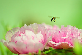 Job Hopping, background, green, pink tulips, garden, honeybee on HD wallpaper