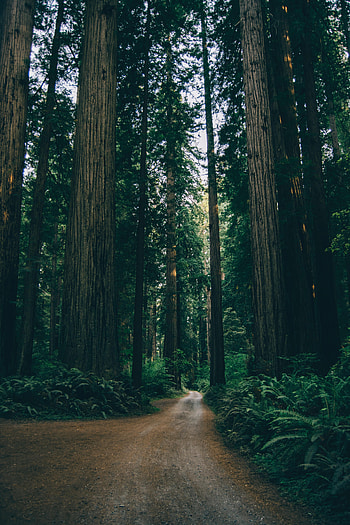 Plants, Nature, Trees, Forest, Path HD phone wallpaper