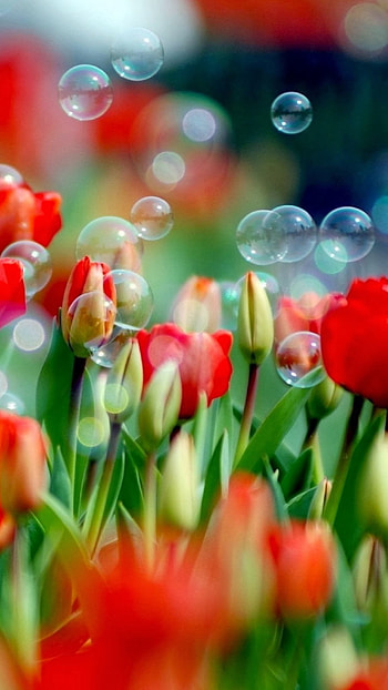 Flower, Adorable, Beautiful Flower HD phone wallpaper