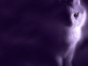 Mystical Cat , purple, cat, faded HD wallpaper