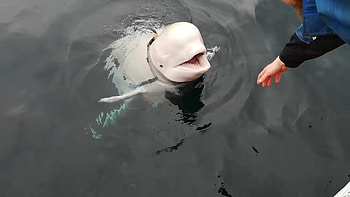 Russian spy whale, Seeking attention, Norwegian authorities, Oceanic intelligence HD wallpaper