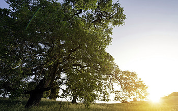 Nature, Trees, Sunset, Sun, Shine, Light, From Below HD wallpaper