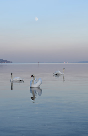 Animals, Birds, Water, Swans, Swimming, Horizon, Fog HD phone wallpaper