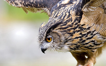 Animals, Owl, Bird, Predator, Wave, Sweep HD wallpaper