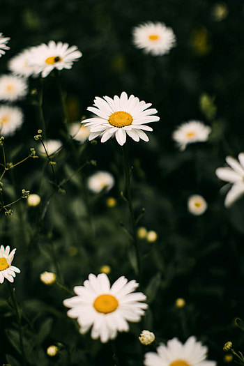 Daisy collection, Floral delight, Stunning daisy flowers, gets HD phone wallpaper
