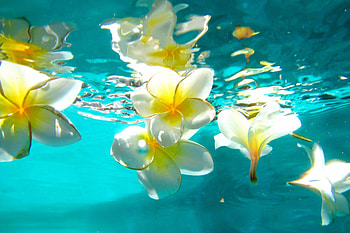 Plumeria, Beach, Summer, Paradise HD wallpaper