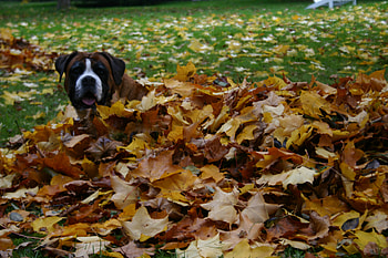 Belle in the green, belle, green, in the green HD wallpaper