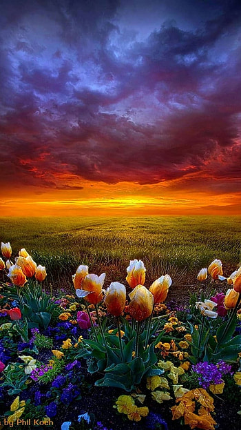 Beautiful For, Flowers Background HD phone wallpaper