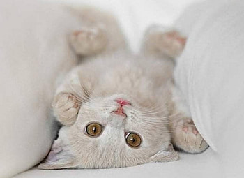 Nice cat, animal, kitten, cute, cat, feline HD wallpaper