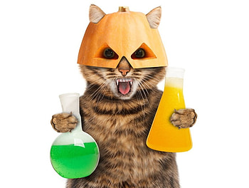 :D, pisica, halloween, pumpkin, cat, funny, paw, hat, bottle HD wallpaper