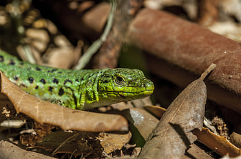 Animals, Foliage, Lizard, Reptile HD wallpaper