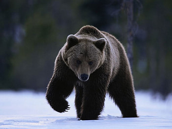 Black bear, black, wild, bear, strong HD wallpaper