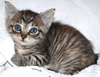 blue-eyed kitten, kitten, cute, blue-eyed, little HD wallpaper