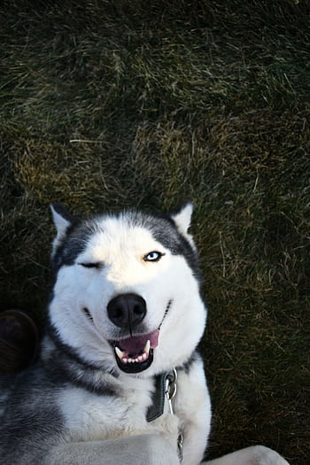 A playful Siberian Husky winking and lying down on grass, radiating joy. HD phone wallpaper