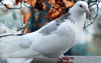 White pigeon , Plume perfection, Majestic beauty, Feathered fascination HD wallpaper