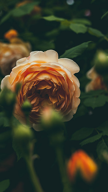 Flowers, Bud, Blur, Smooth, Garden Rose HD phone wallpaper