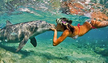 swimming, dolphins, kissing, animals HD wallpaper